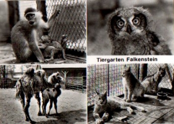 Falkenstein Tiergarten Zoo owl monkey cat camel *approx. 1970