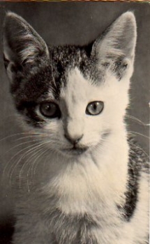 white cat, gebr. circa 1965