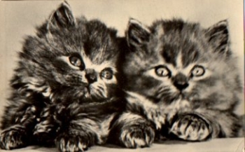 young tabby cats o January 25, 1969