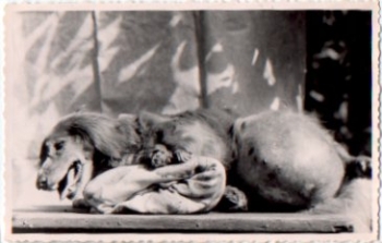 Dachshund with big belly, real photo k. AK., * Approx. 1950