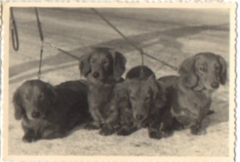 Dachshund on a leash, real photo k. AK., * Approx. 1950