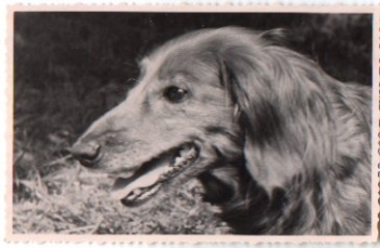 Dachshund in the grass, real photo No AK., * Approx. 1950