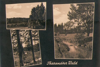 01737 Tharander Wald  1964 Hanich1663