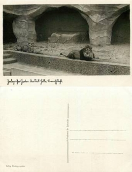 Halle / Saale Zoo lions *approx. 1910
