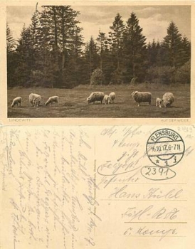 Sheep Lindewitt o 16.10.1917