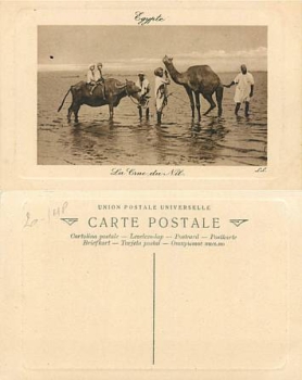 Wasserbüffel und Kamel *ca. 1930