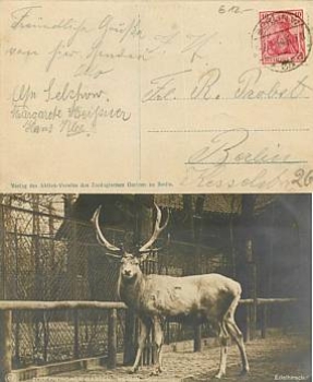 Berlin Zoological Garden deer o 8.9.1919