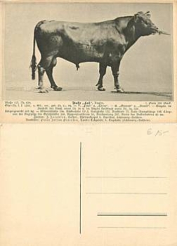 Breeding bull Let * approx. 1920