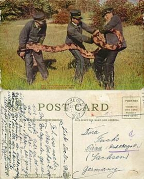 New York Zoological Garden Snake Python o 9/10/1927