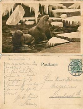 Stellingen Hamburg Walrus Hagenbeck Tierpark o 26.7.1908