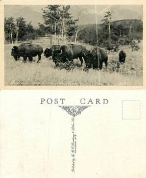 Buffalo herd USA * approx. 1930