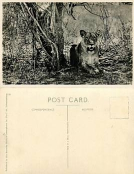 Lion in Kruger national Park *ca. 1930