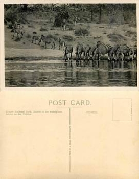 Zebra in the Kruger National Park *ca. 1930