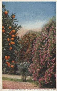 Kalifornien Orangen und Rosen gebr. 1924