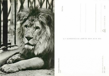 Lion Tierpark Güstrow *ca. 1968