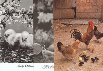 Chicken rooster chick 3 around 1970