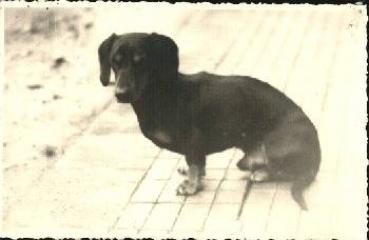 Sitting dachshund real photo * approx. 1930