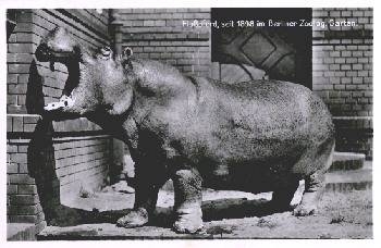 Berlin Zoological Garden Animal Park Hippo *approx. 1960