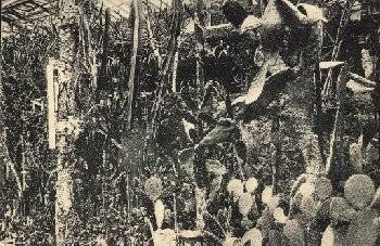 Dahlem Botanical Garden Berlin cacti fleshy euphorbia *ca. 1920