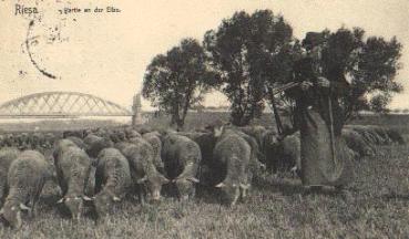 01594 Riesa Elbe Herd of sheep o 1917