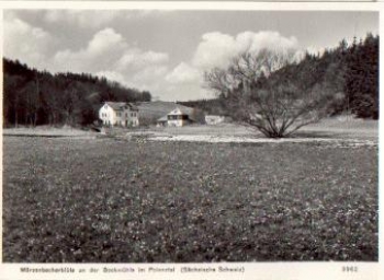 01848 Polenztal Märzenbecher bloom at the Bockmühle * around 1965