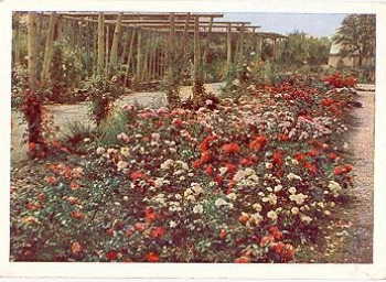 Erfurt rose garden *ca. 1960