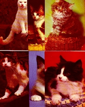 Cats 6 different postcards