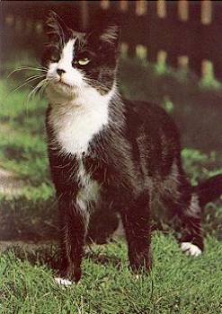 Domestic cat black and white * approx. 1970