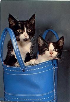 Young cats in bag used circa 1972