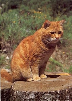 Domestic cat, red brindle * 1987