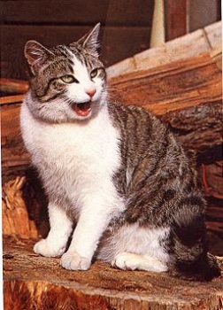 Domestic cat mackerel and white * approx. 1970