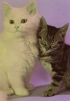Cats white and tabby * approx. 1970