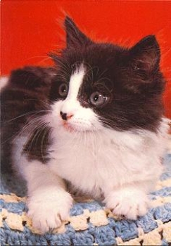 Black and white cat on blanket * ca. 1970