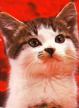 Cat white tabby * ca. 1980