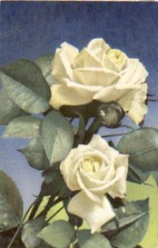 Yellow roses o 8.2.1910