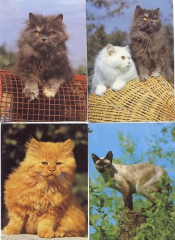 Cats 4 cats around 1970