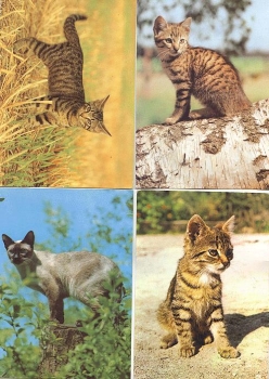 Cats 4 postcards