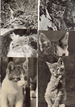 Katzen 6 Postkarten *ca. 1970