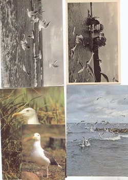 Birds, seagulls, o approx. 1950-1960, 4 cards, 1 small collection picture, 1 x k. AK.,