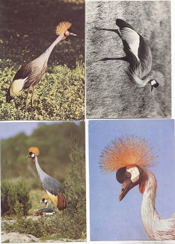 Crowned crane 4 cards * approx. 1970