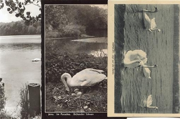 Birds swans, o approx. 1970, 3x