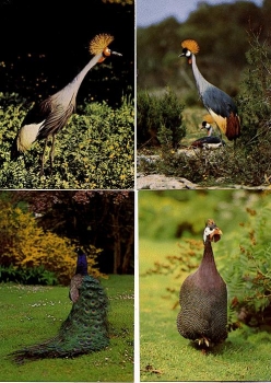 Crowned crane peacock helmeted guinea fowl 4 cards * approx. 1970