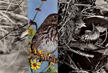 Singing bird whinchat tree pipit song thrush 3x br. circa 1970