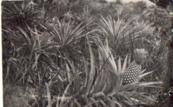 Singapore pineapple farm Reality photo, * 1950