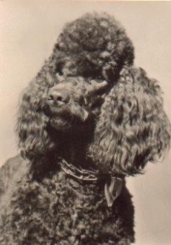 Pudel, Hund * ca. 1970