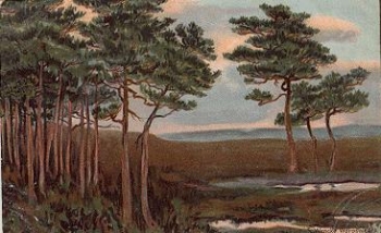 27726 Worpswede artist card S. Wencke landscape o 3.11.1908