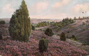29214 Luneburger Heide Schlucht am Totengrund o 29.8.1905
