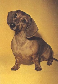 Dachshund dog * approx. 1960