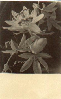 Blume Echtfoto * ca. 1930