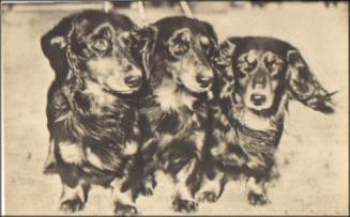 Dackel Echtfoto * ca. 1965